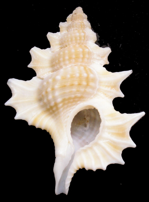 foto 74