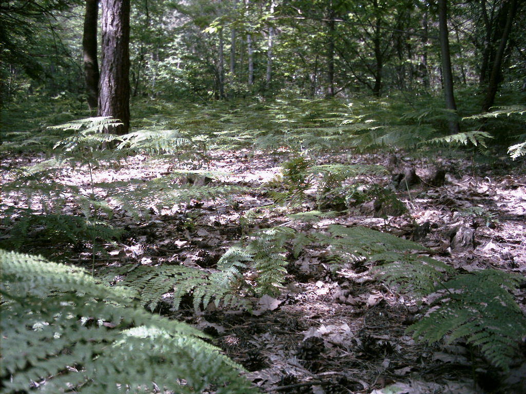 Sottobosco di Felci