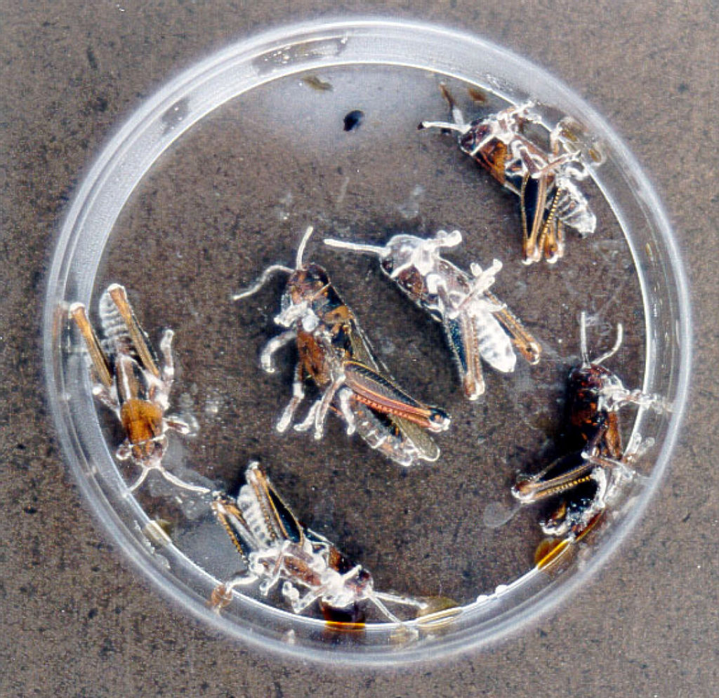 Beauveria bassiana