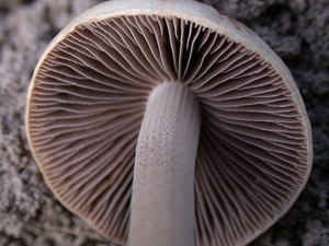 foto 41