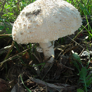 foto 53