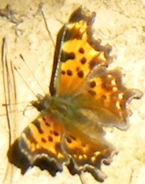 foto 1881