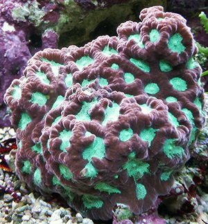 foto 99