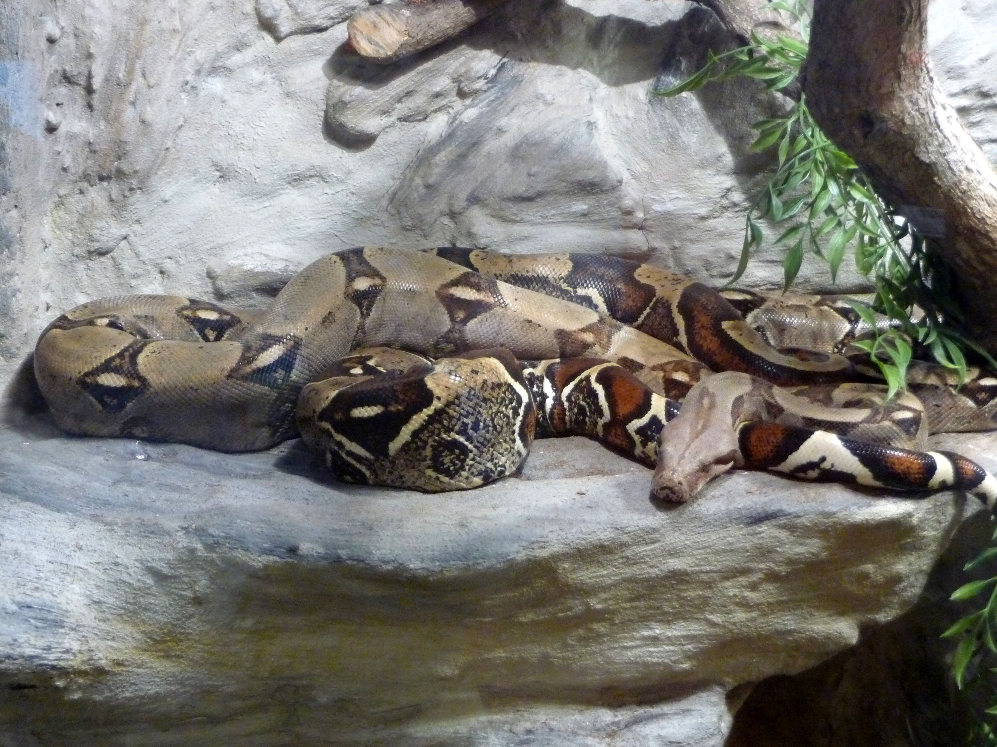 Foto: Pavel Ševela - Da: en.wikipedia.org 10-04.jpg